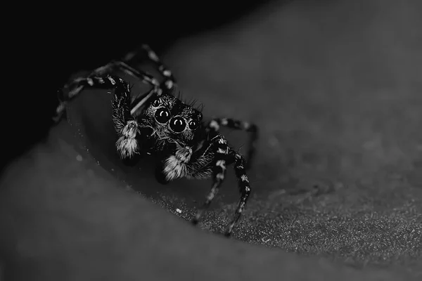 Araignée Sauteuse Macro Arachnophobie Belle Araignée Sauteuse Araignée Venimeuse — Photo