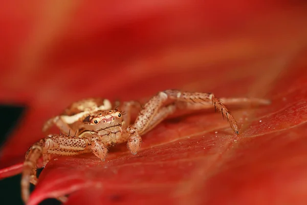 Örümcek Atlayıcısı Makro Örümcekfobi Güzel Zıplayan Örümcek Zehirli Örümcek — Stok fotoğraf