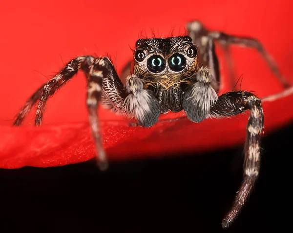 Aranha Jumper Macro Aracnofobia Bela Aranha Saltitante Aranha Venenosa — Fotografia de Stock