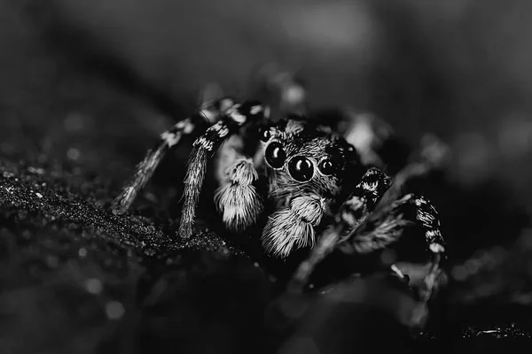 Aranha Jumper Macro Aracnofobia Bela Aranha Saltitante Aranha Venenosa — Fotografia de Stock