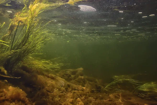 Algas Verdes Subaquáticas Rio Paisagem Riverscape Ecologia Natureza — Fotografia de Stock