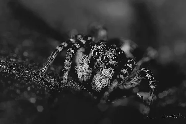 Паук Джампер Макро Арахнофобия Красивый Прыгун Паук Ядовитый Паук — стоковое фото