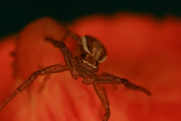 Αράχνη Άλτης Μακροεντολή Αραχνοφοβία Όμορφο Άλμα Αράχνη Δηλητηριώδης Αράχνη — Φωτογραφία Αρχείου