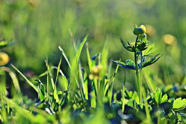 Beautiful little yellow flower — Stock Photo, Image