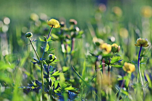 Vacker liten gul blomma — Stockfoto