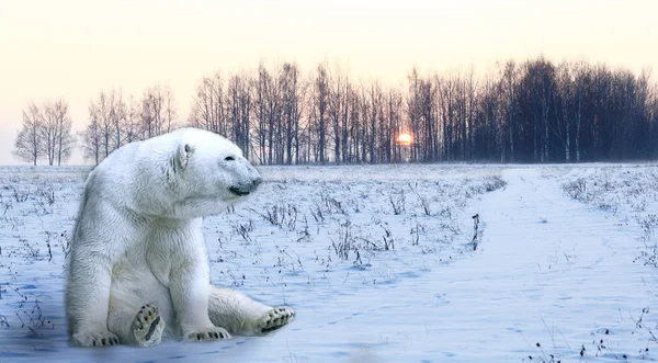 Orso polare — Foto Stock