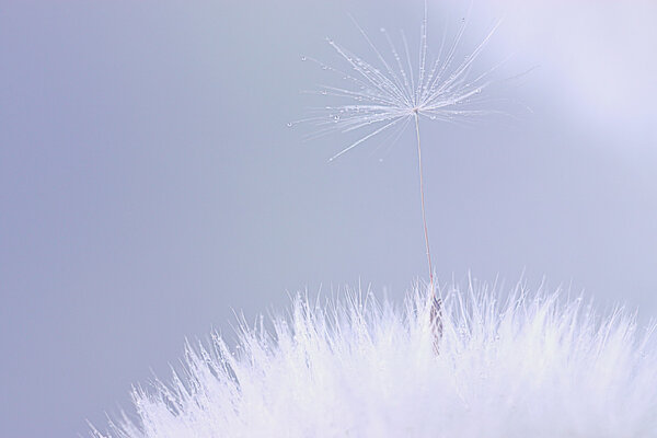 семена одуванчика
