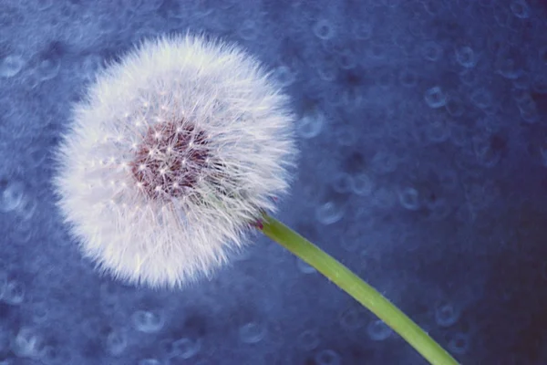 Dandelion seeds — Stock Photo, Image