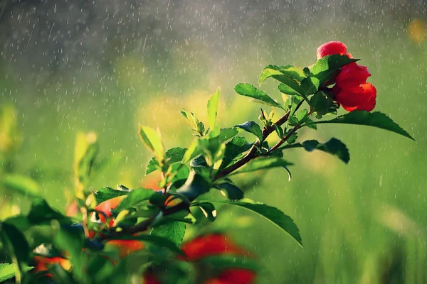 Liten blomma under regnet — Stockfoto