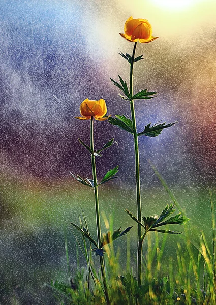 Yağmur sırasında küçük çiçekler — Stok fotoğraf