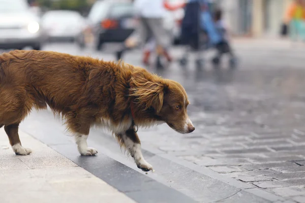 Piccolo cane rosso — Foto Stock