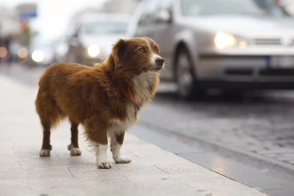 Küçük kızıl köpek — Stok fotoğraf