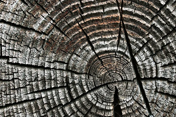 Wood circle texture — Stock Photo, Image