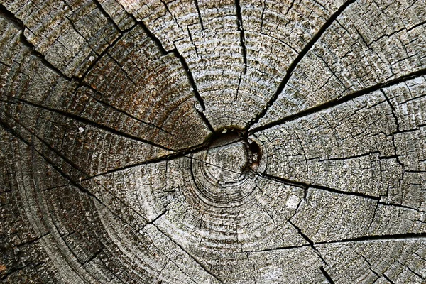 Wood circle texture — Stock Photo, Image