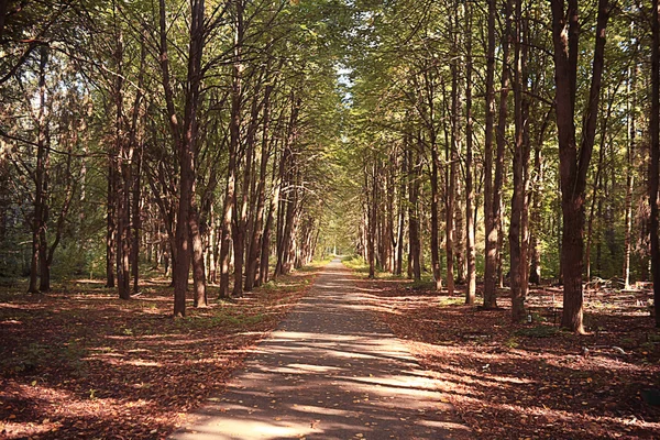 Road in autumn park — Stock Photo, Image