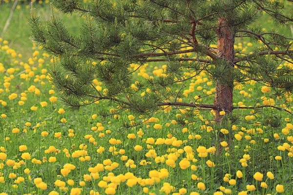 Gele bloem in het bos — Stockfoto