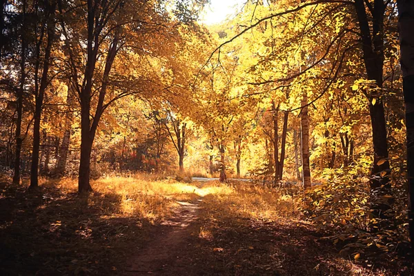 Route dans le parc d'automne — Photo