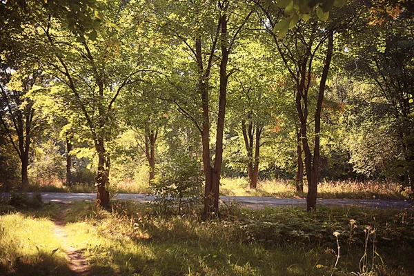 Camino en el parque de otoño —  Fotos de Stock