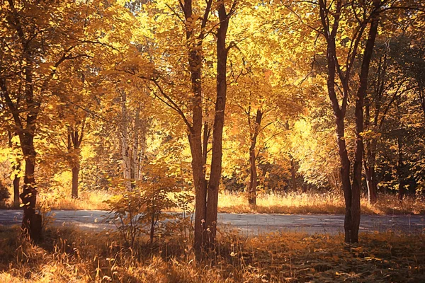 Birch trees trail — Stock Photo, Image