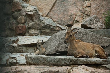 Keçi ve keçi çocuk