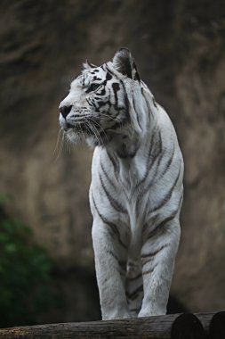 Beyaz albino kaplan