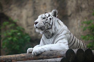 Beyaz albino kaplan