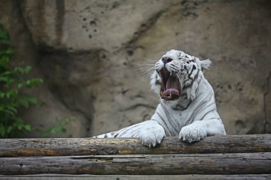 Beyaz albino kaplan