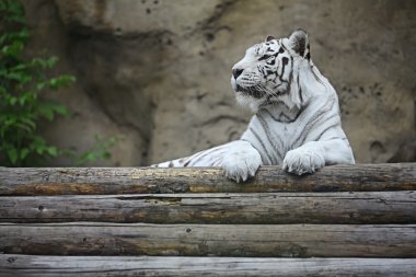Beyaz albino kaplan