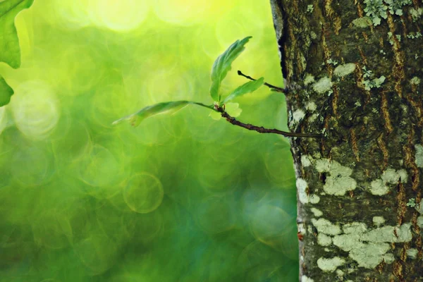 Green oak leaves — Stock Photo, Image