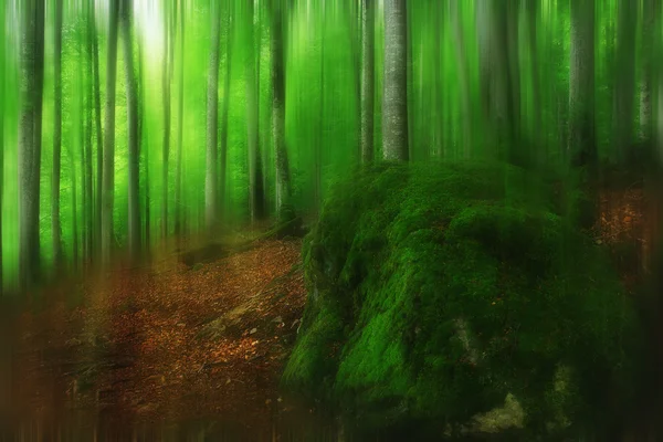 Floresta densa desfocada — Fotografia de Stock