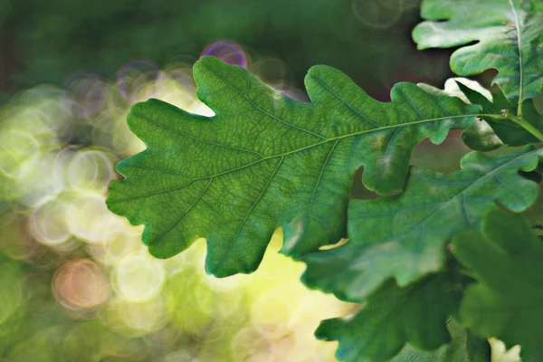 Hojas de roble verde —  Fotos de Stock