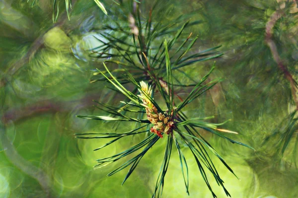 Pine needles branch — Stock Photo, Image