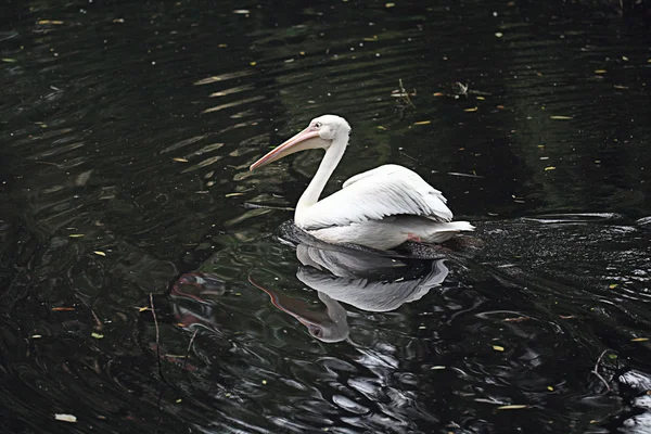 연못에 화이트 펠리 칸 — 스톡 사진