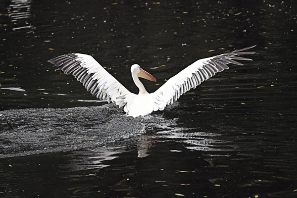 Pelicano branco na lagoa — Fotografia de Stock