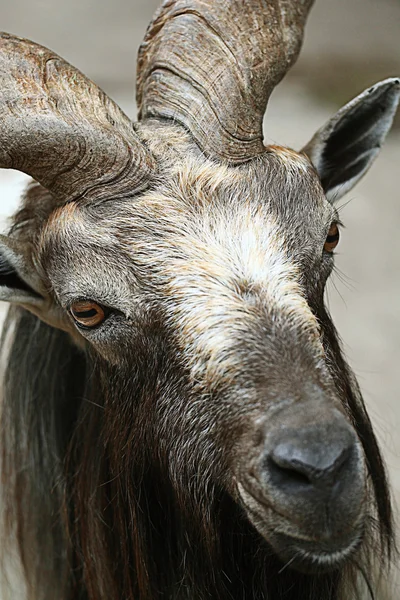 Ziegenkopf — Stockfoto