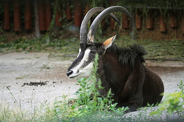 Cabra no zoológico — Fotografia de Stock