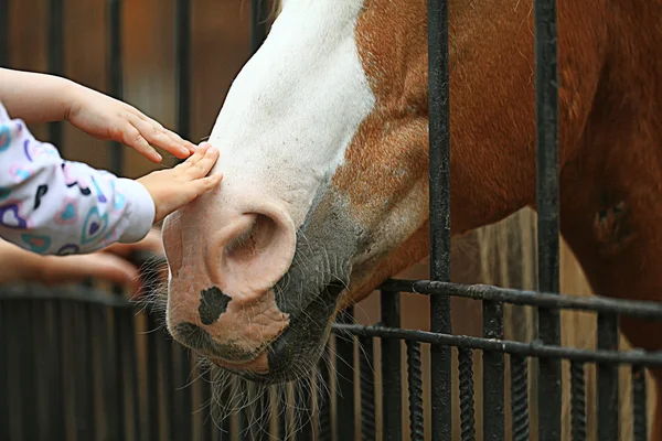 Homme main caressant cheval — Photo