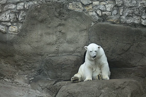 Ours blanc — Photo