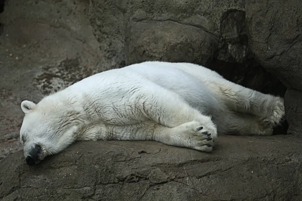 Orso polare — Foto Stock