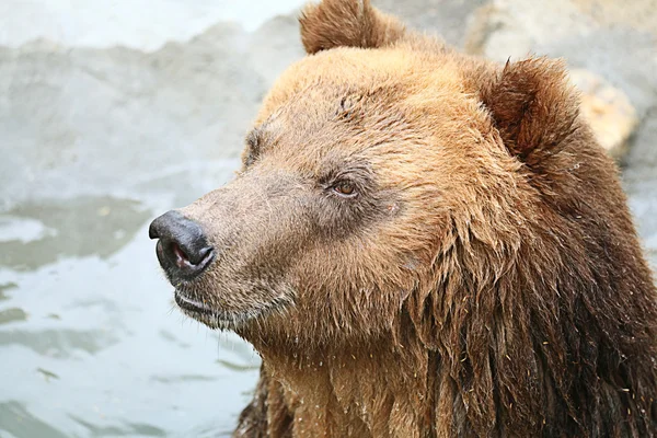 Brown bear head — Stock Photo, Image