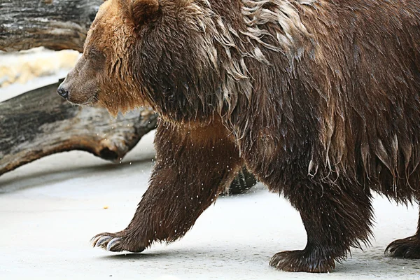 Brown bear — Stock Photo, Image