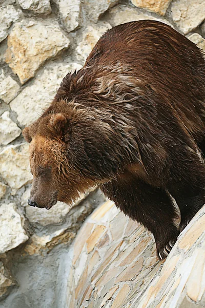 Boz ayı — Stok fotoğraf
