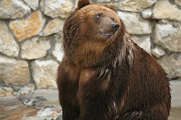 Oso marrón — Foto de Stock