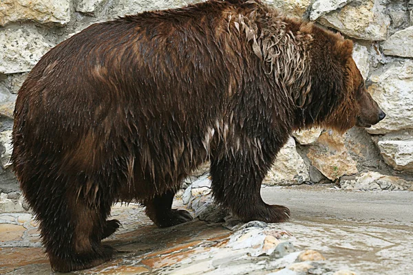 Brun björn — Stockfoto