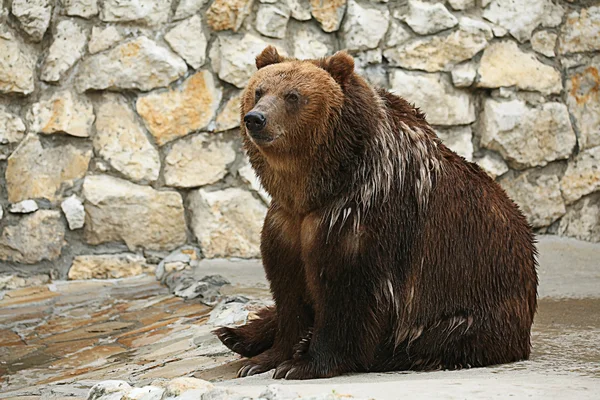 Orso bruno — Foto Stock