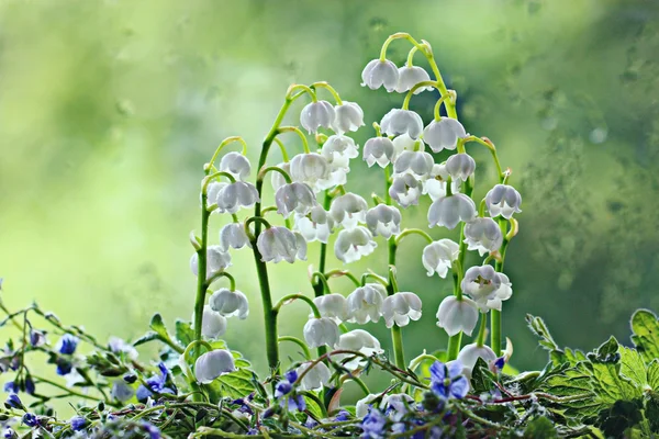 Lily of the valley — Stock Photo, Image