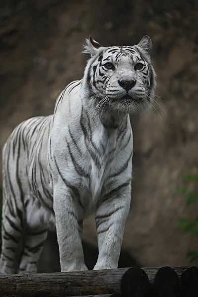 Albino biały tygrys — Zdjęcie stockowe