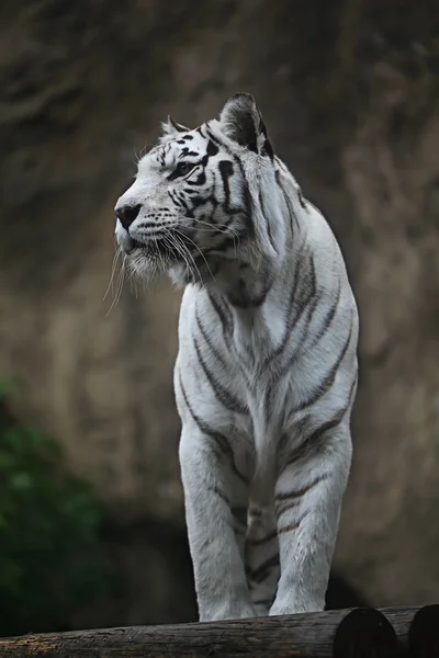 Albino fehér tigris — Stock Fotó