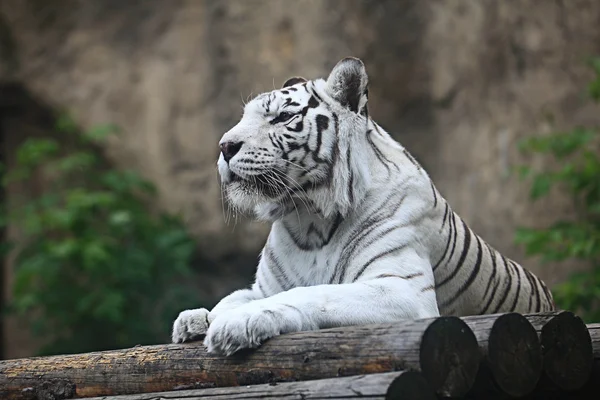 Tigre albino blanco —  Fotos de Stock