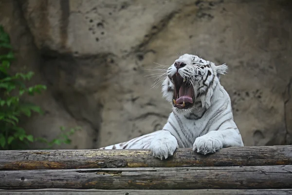 Vit albino tiger — Stockfoto